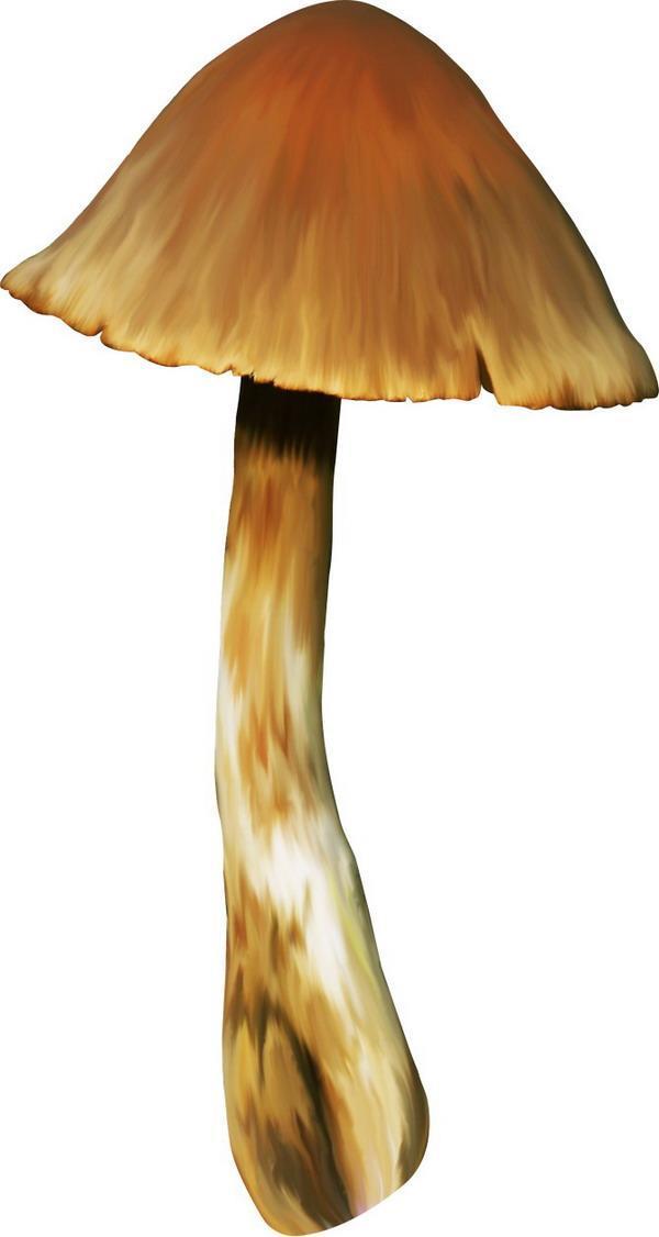Mushroom - Грибы