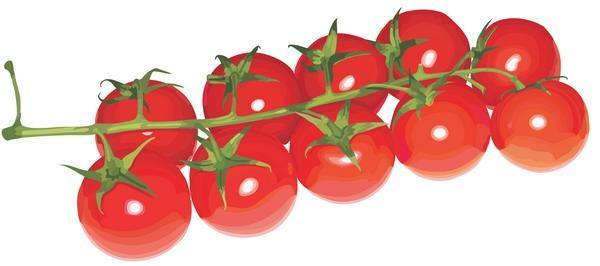 томаты и помидоры