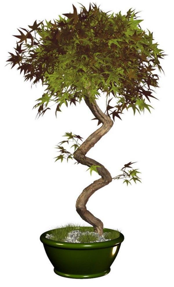 экзотическое дерево в горшочке