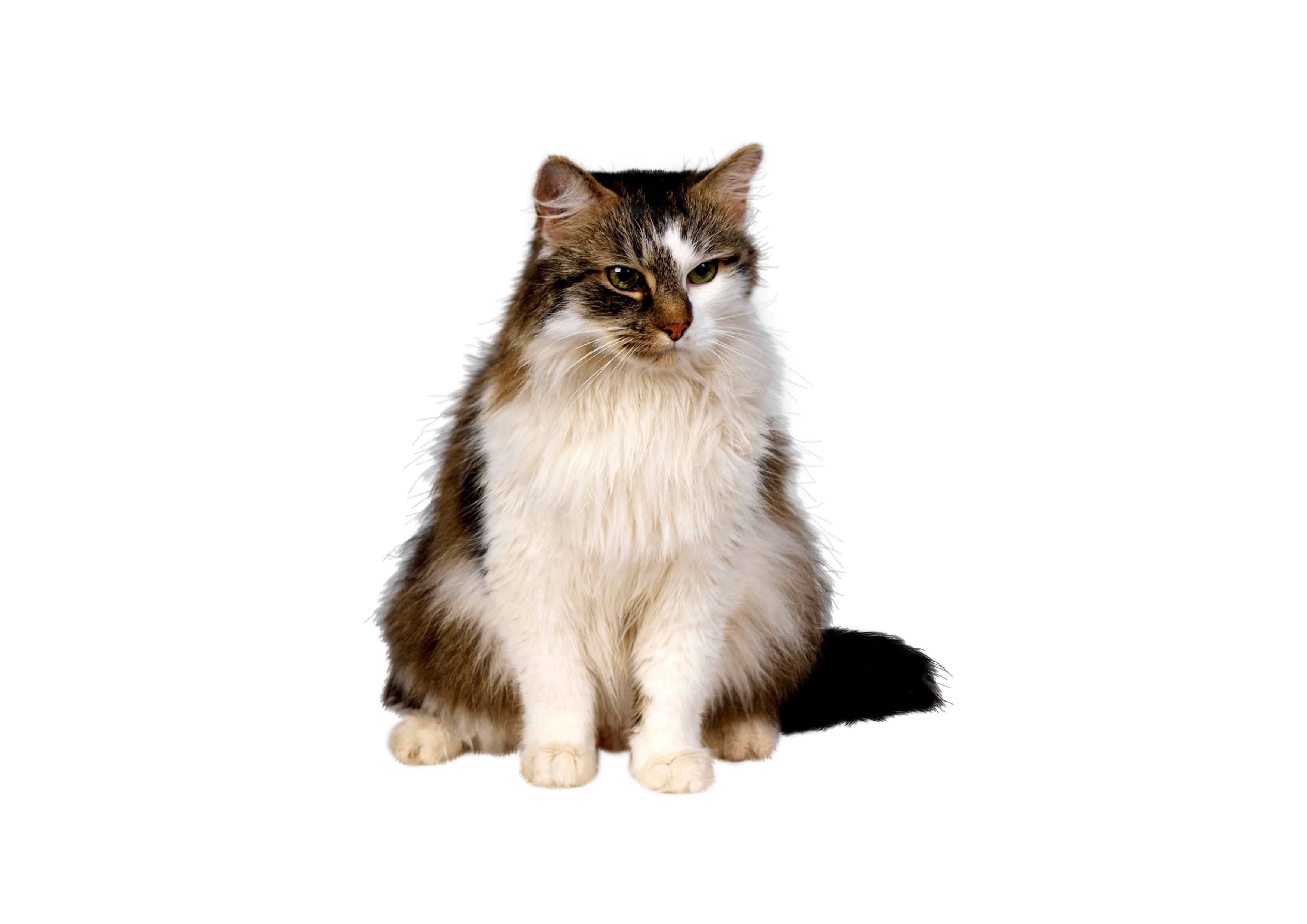 Котик для презентации. Кошка на прозрачном фоне. Кот без фона. Котенок на прозрачном фоне. Кот на белом фоне.