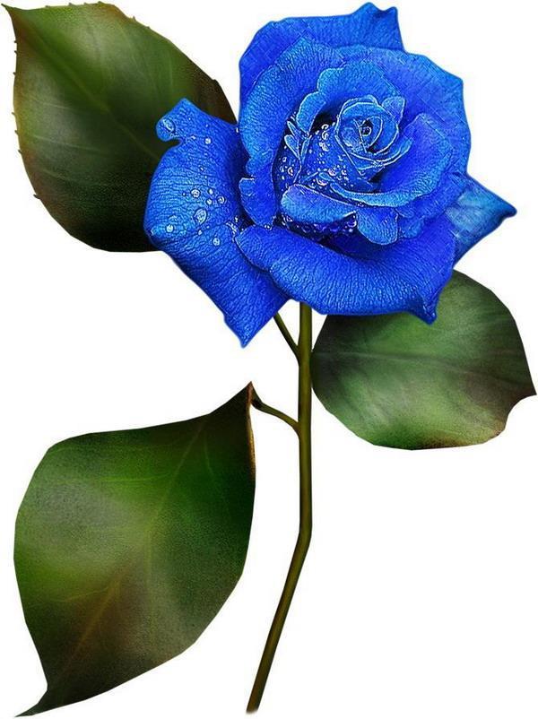 синяя роза