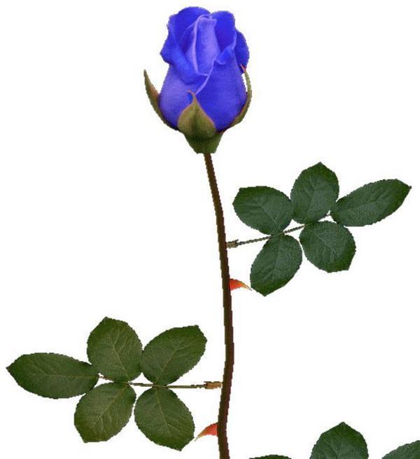 синяя роза