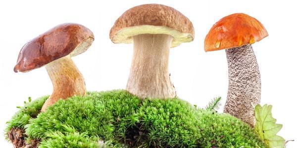 грибы - mushrooms