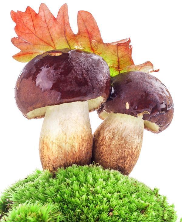 грибы - mushrooms