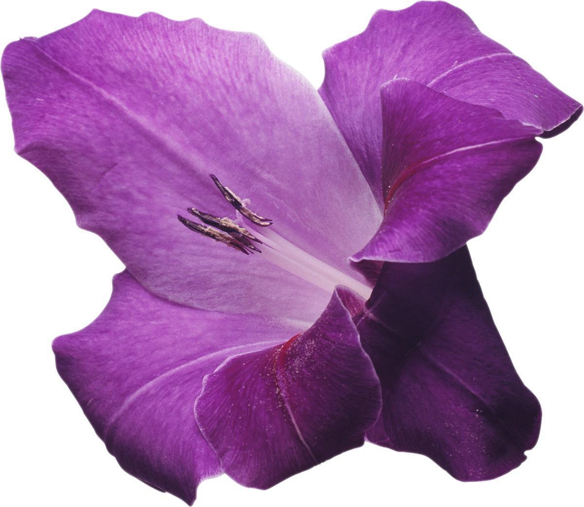 Фиолетовый цвет на белом фоне