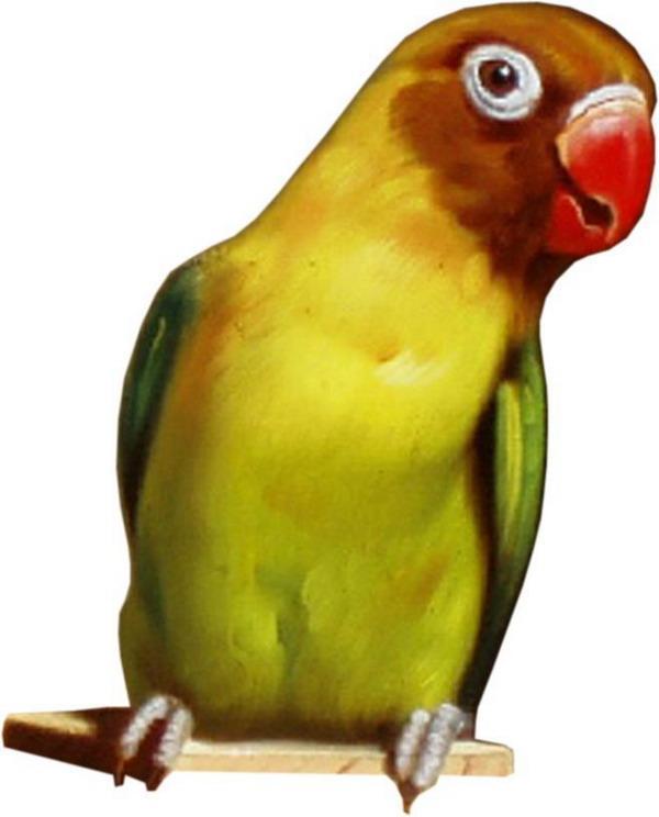 попугай
