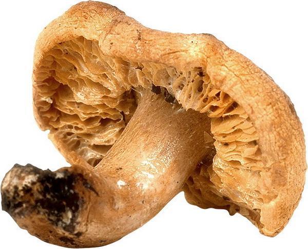 Mushroom - Грибы